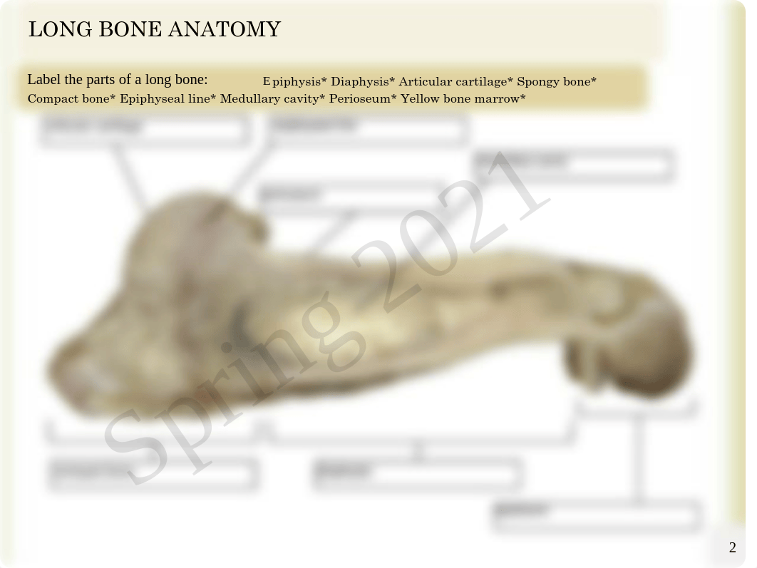 Anatomy and Physiology Chapter 6 Homework Fillable.pdf_dy429t7jp0z_page2