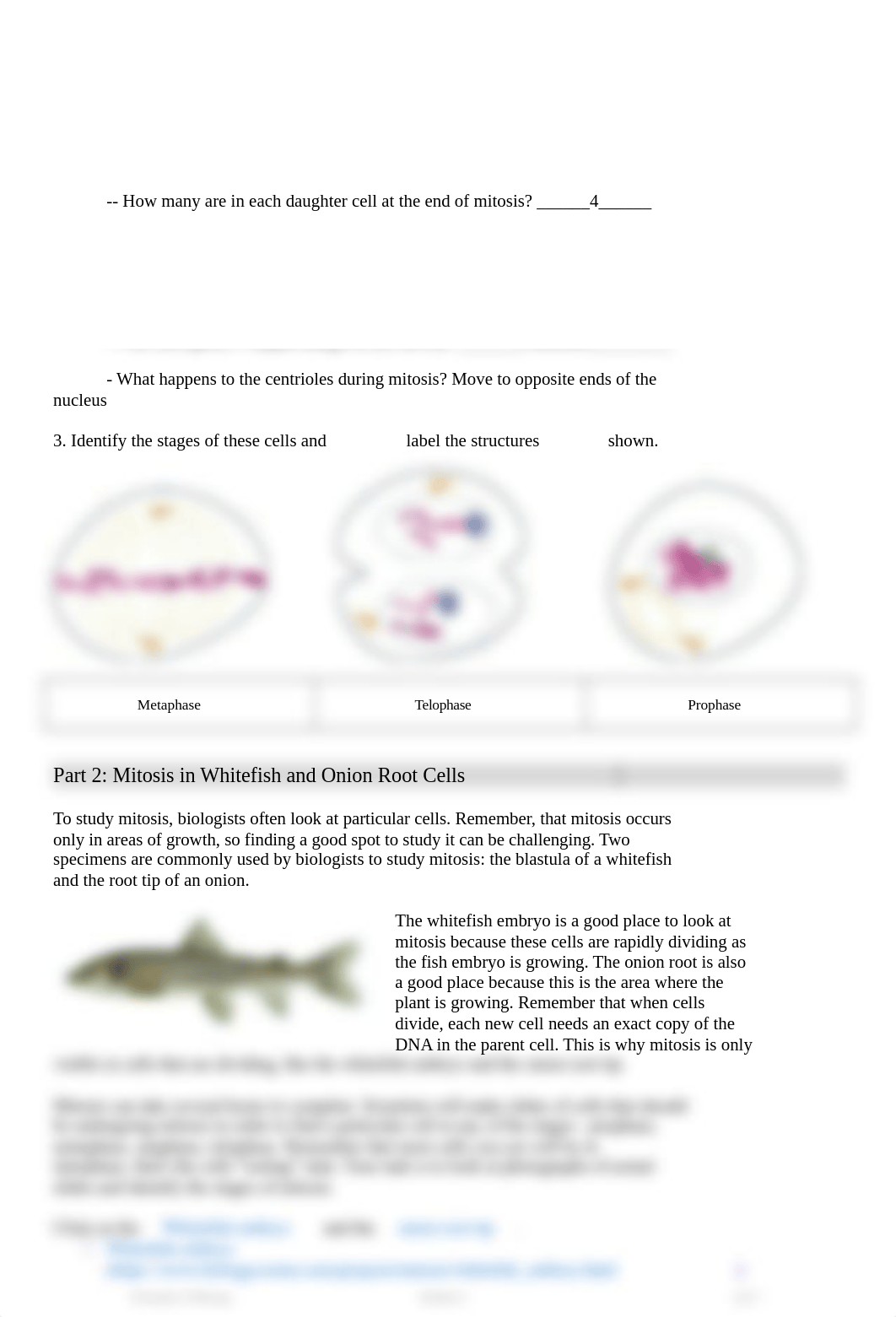 Module 4 Lab 1 MitosisMeiosis.docx_dy4kyi5dtxz_page2