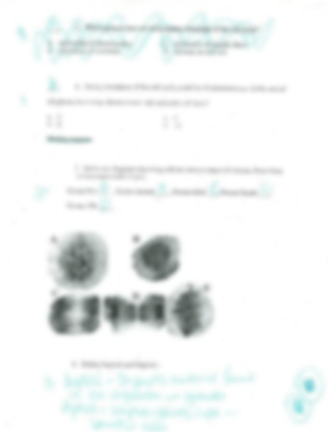 Genetic Material & Cell Division Quiz Key p2 SP 13_dy4opyuqjhr_page2