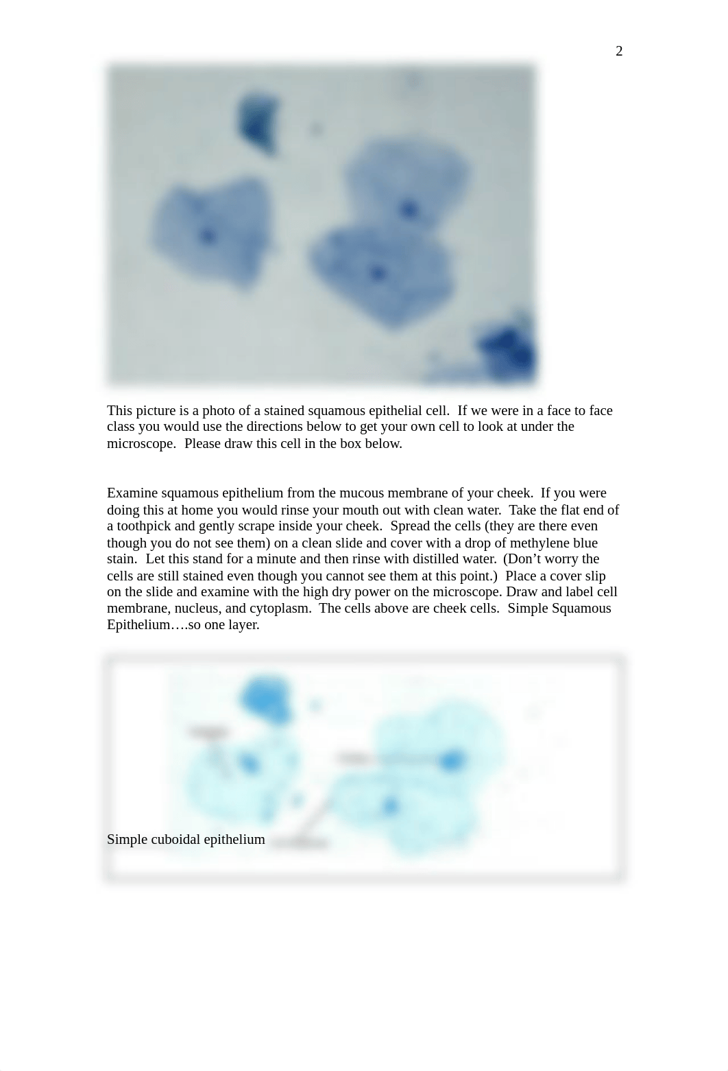 Tissue_Lab.doc_dy5x36lmpjb_page2