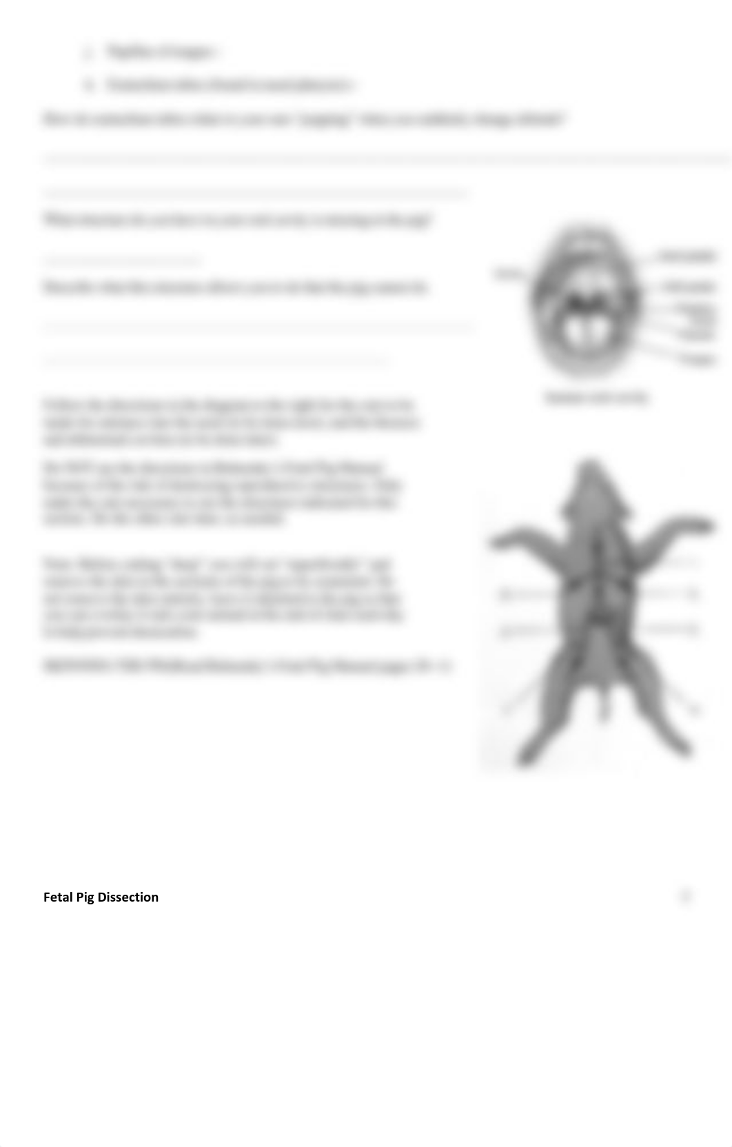 Pig dissect.pdf_dy5y8nsxb3l_page5