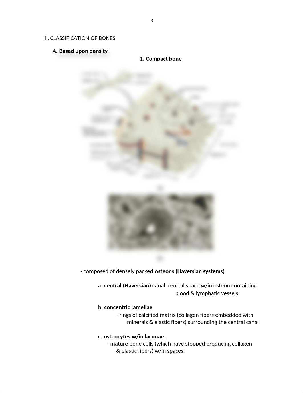 Ch 6 Bone Tissue and the Skeletal System notes.docx_dy62lb0tgyg_page3