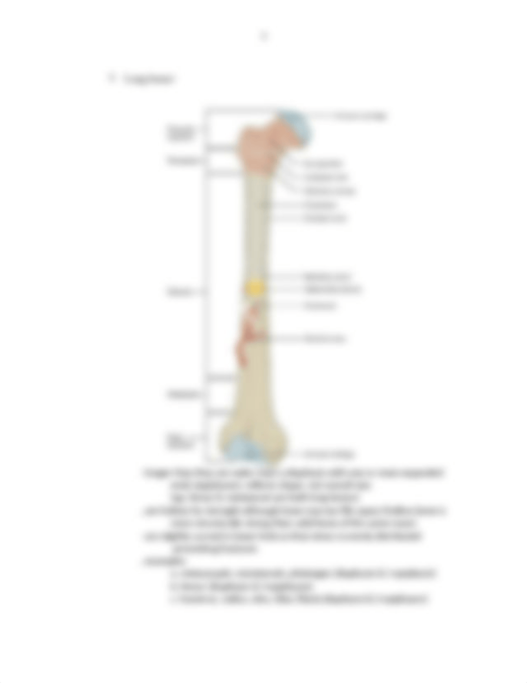 Ch 6 Bone Tissue and the Skeletal System notes.docx_dy62lb0tgyg_page5