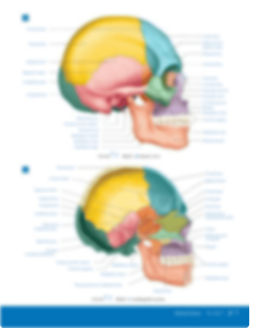 Lab C7 Skeletal System.pdf_dy62vospszw_page3