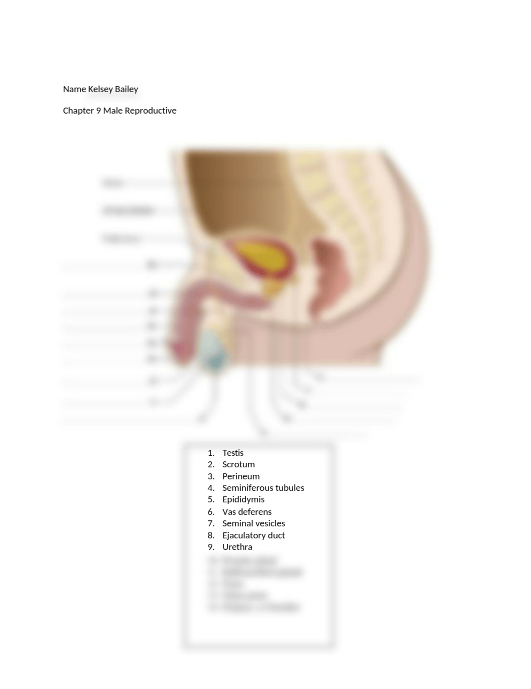 Organs of the Male Reproductive System.docx_dy6ht93d3tj_page1