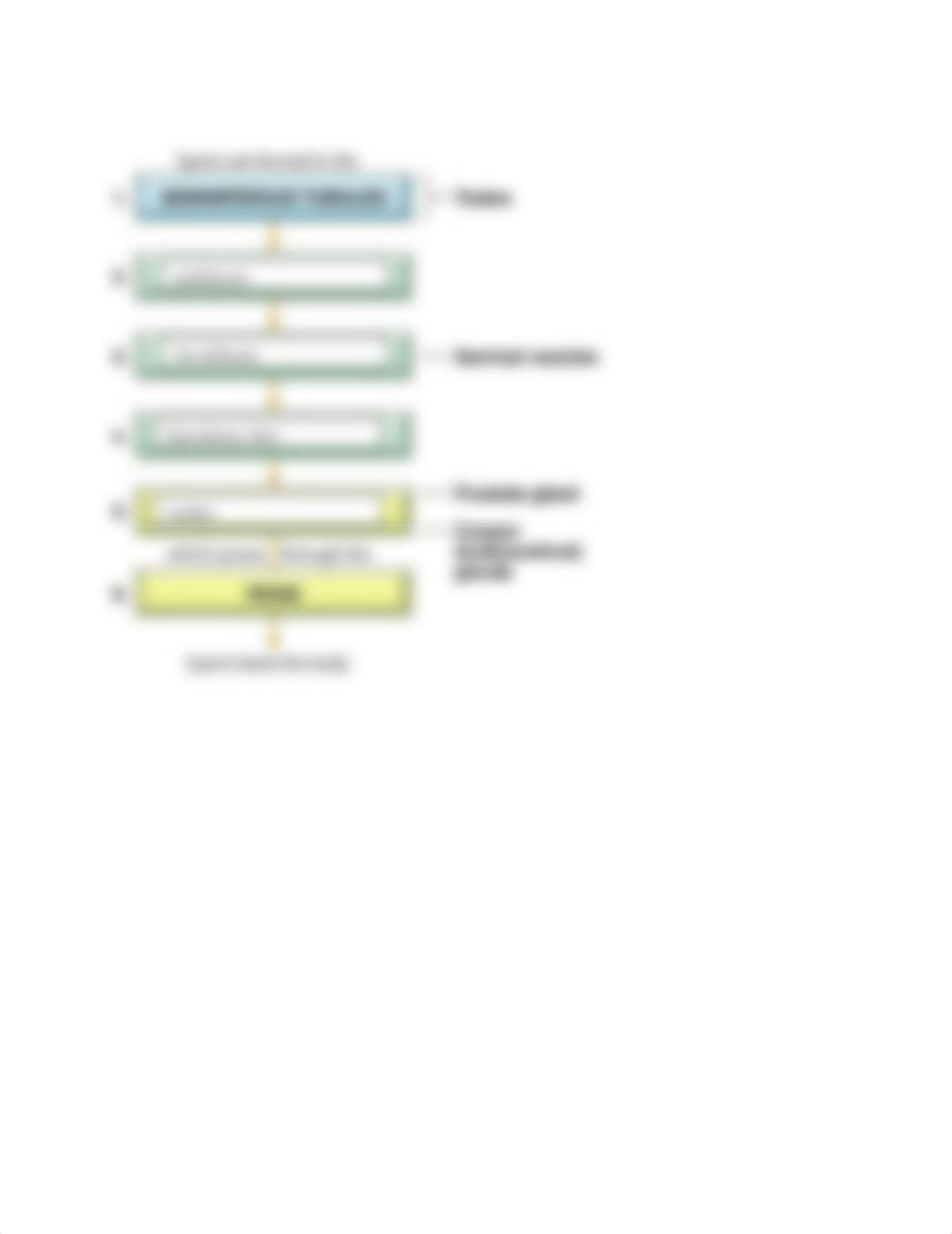 Organs of the Male Reproductive System.docx_dy6ht93d3tj_page2