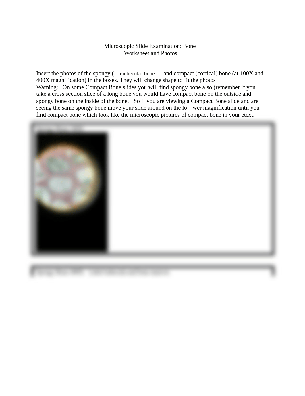 BIO 1372_Microscopic Examination of Bone_Worksheet(2).docx_dy6ztiizdgj_page1