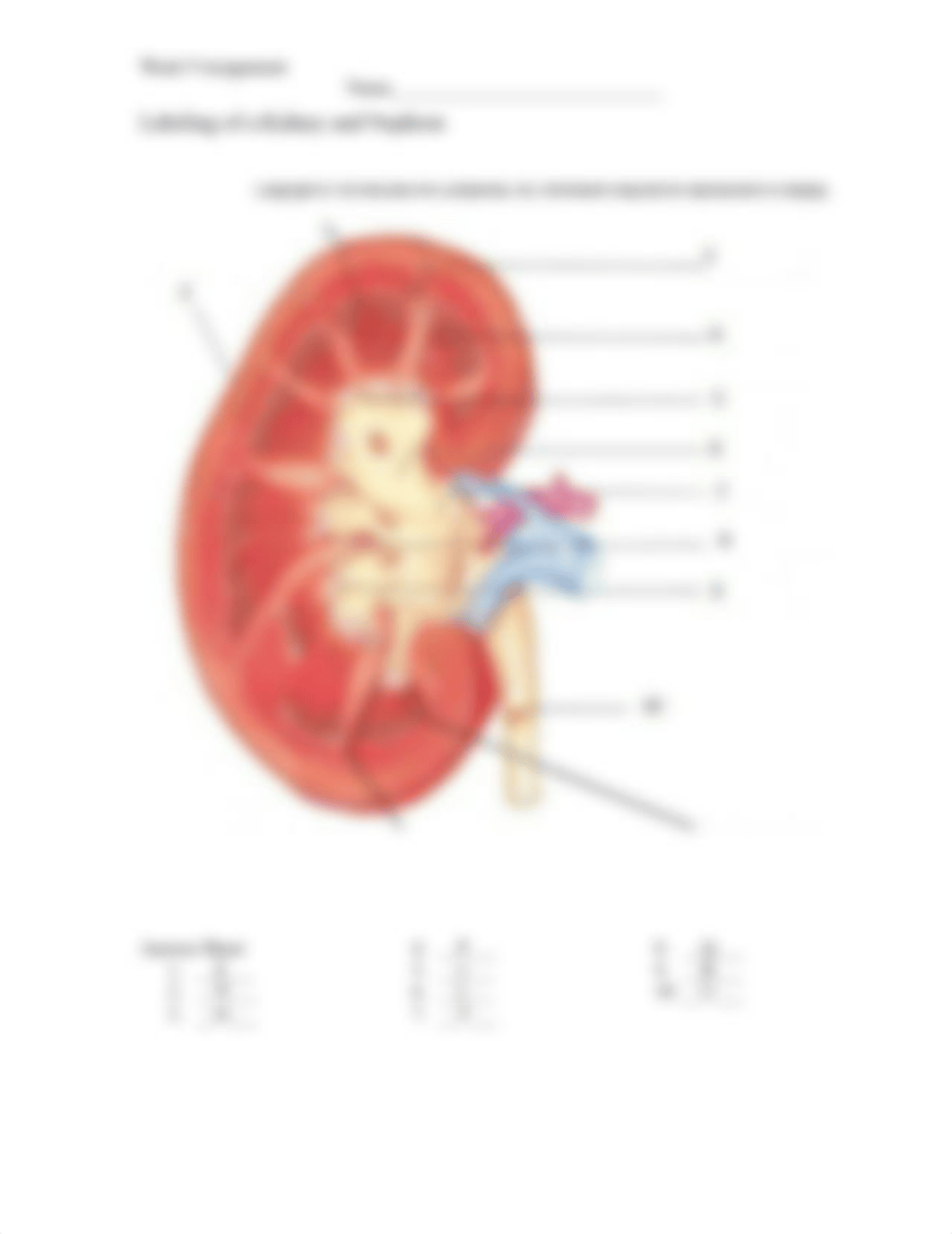 BIO253 Week 9 Urinary System.docx_dy7e9oy7dal_page2