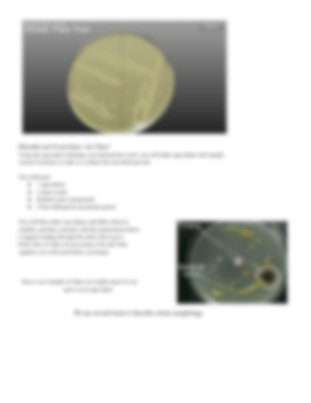 BIO 150 Lab Assignment 4 Ubiquitous Microorganisms Lab.docx_dy7ppmimqdg_page2