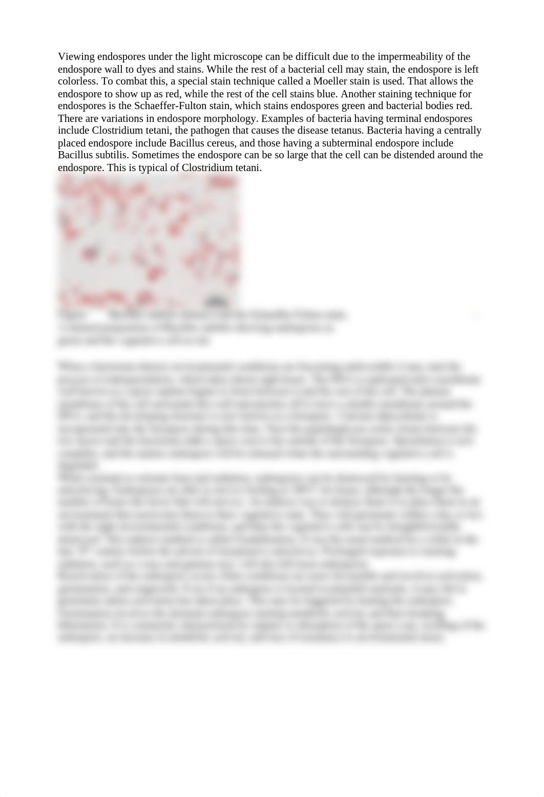 Endospore stain- slightly revised (1).doc_dy7y5fqabnv_page2