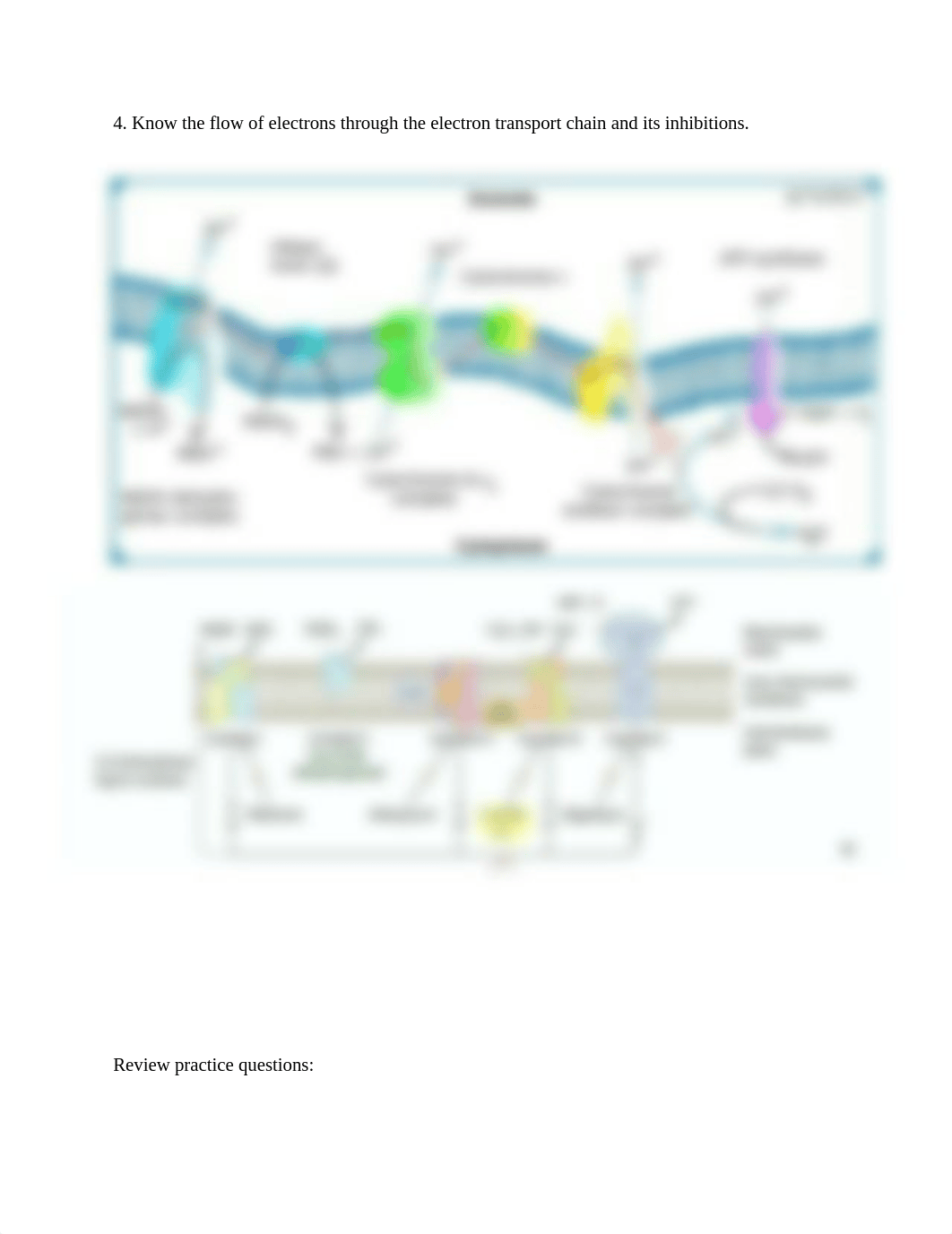 Biochemistry 1 Test 2 review worksheet (3).docx_dy8m8db3mo9_page3