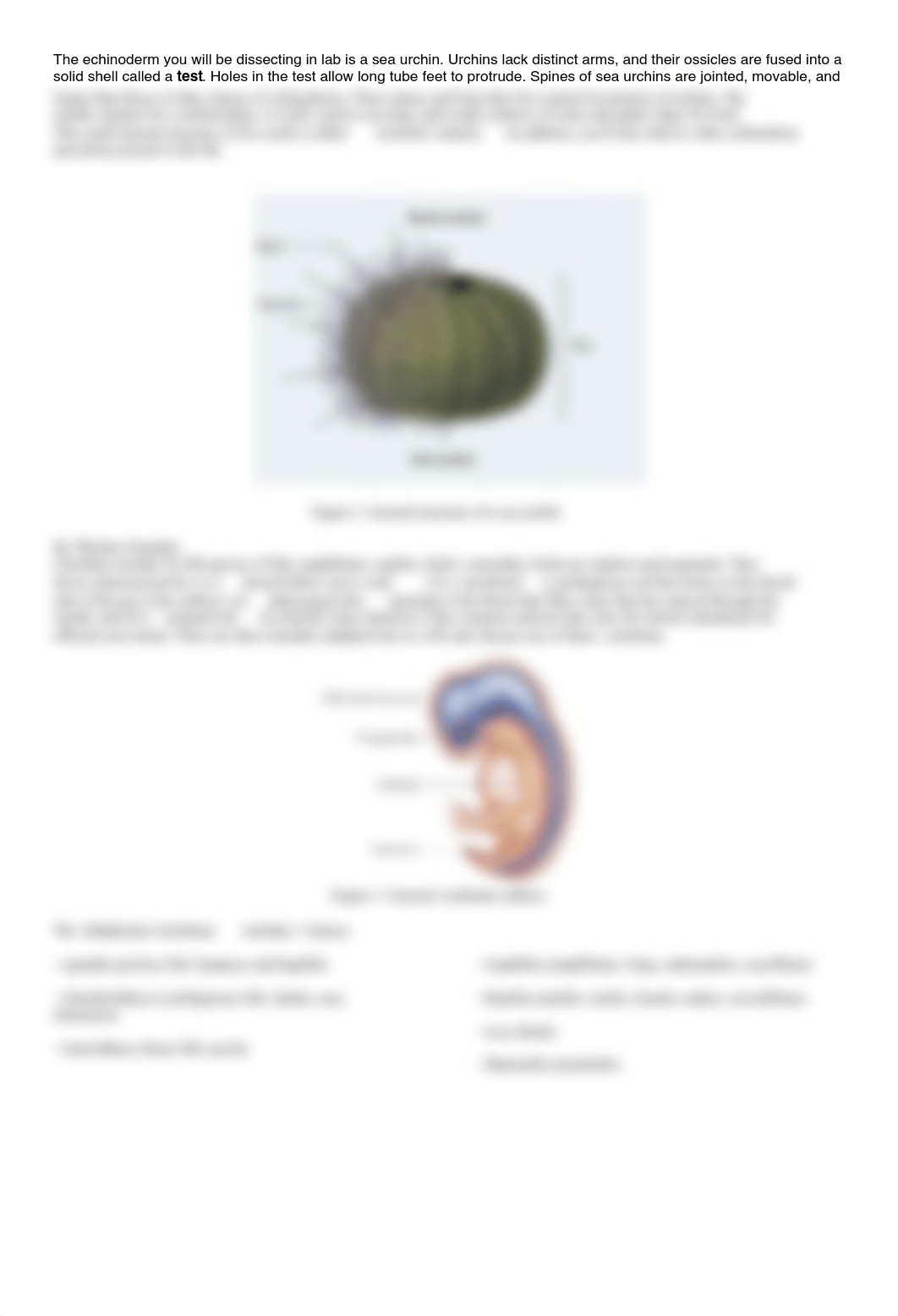 112 Lab 9 deuterostome lab.pdf_dy8qcac9pit_page2