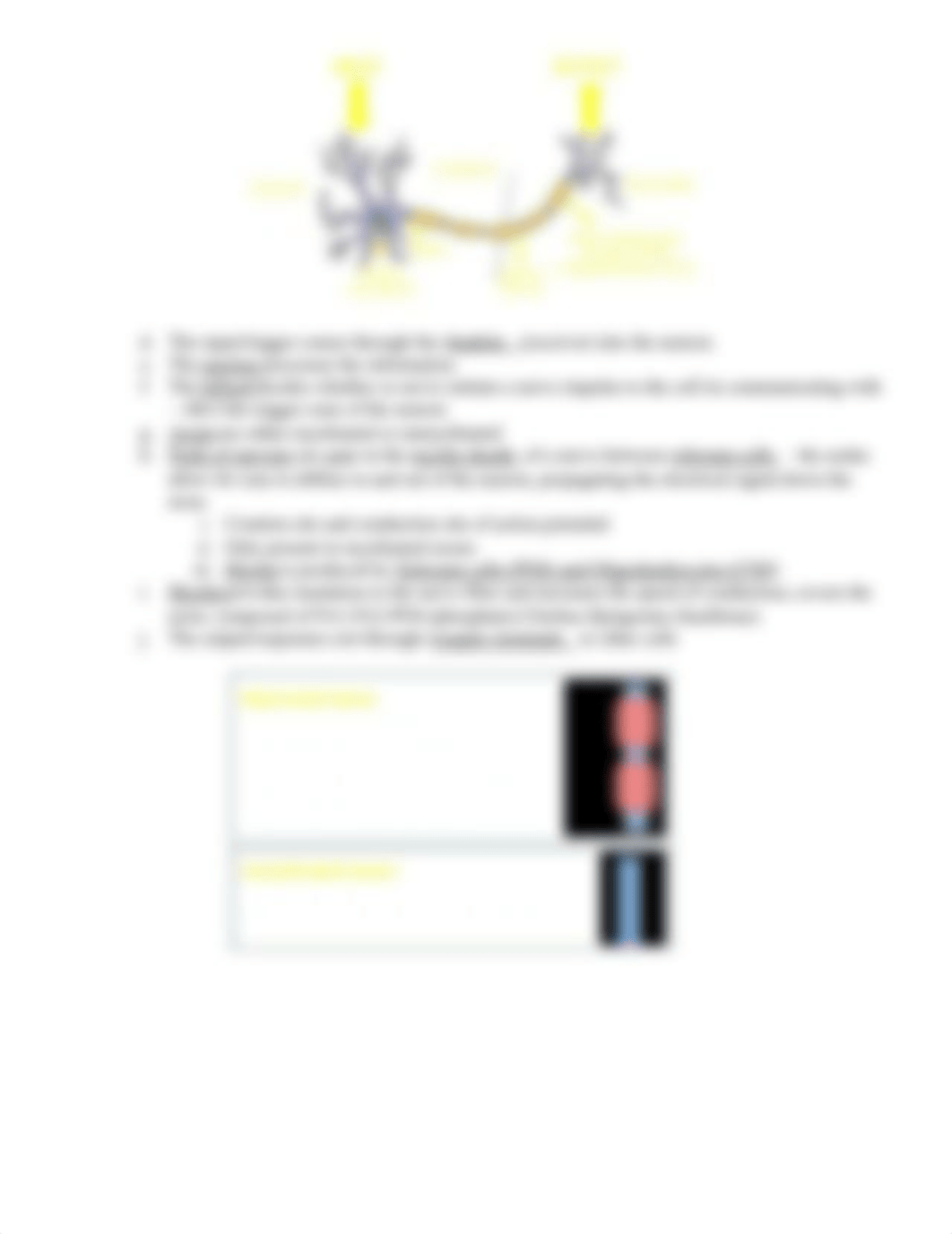 Neurophysiology Study Guide.docx_dy93r12ytvl_page4