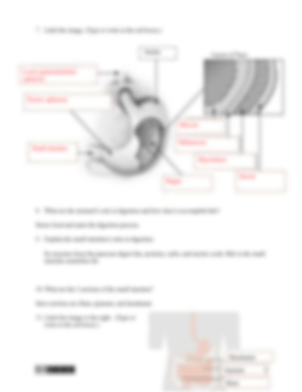 Digestive System Concept Check.docx_dy9gn0juoab_page2