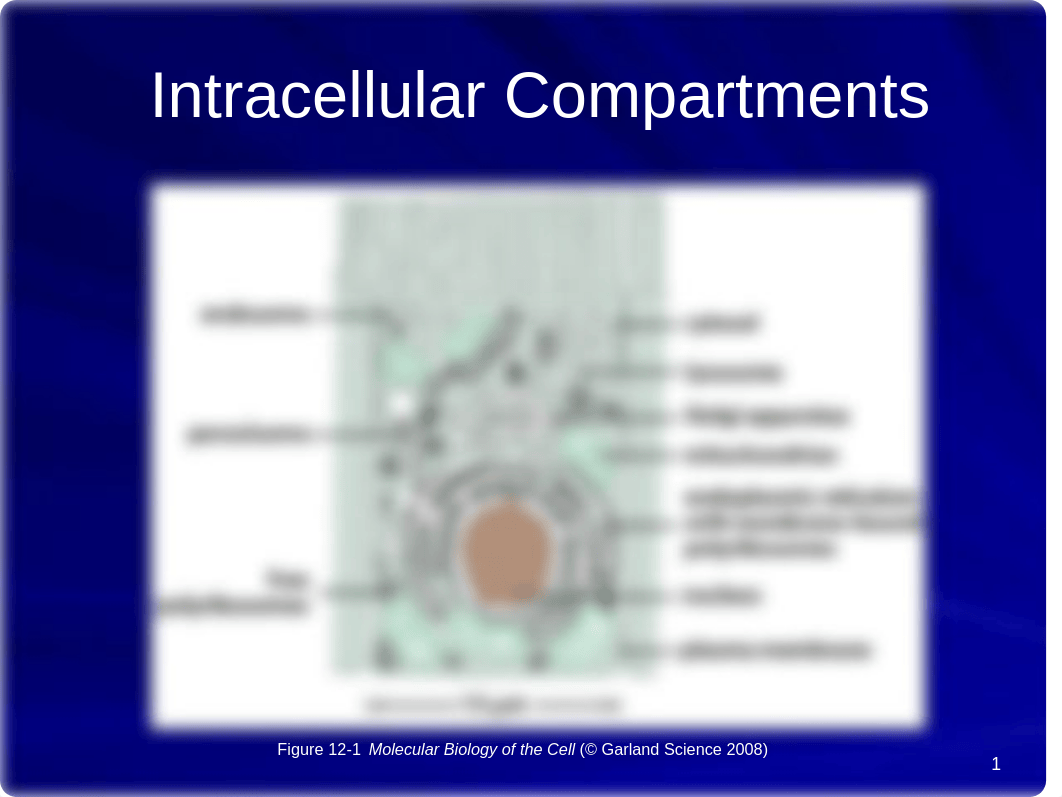 5A-Intracellular Compartments-S12.pptx_dy9hj3buafy_page1