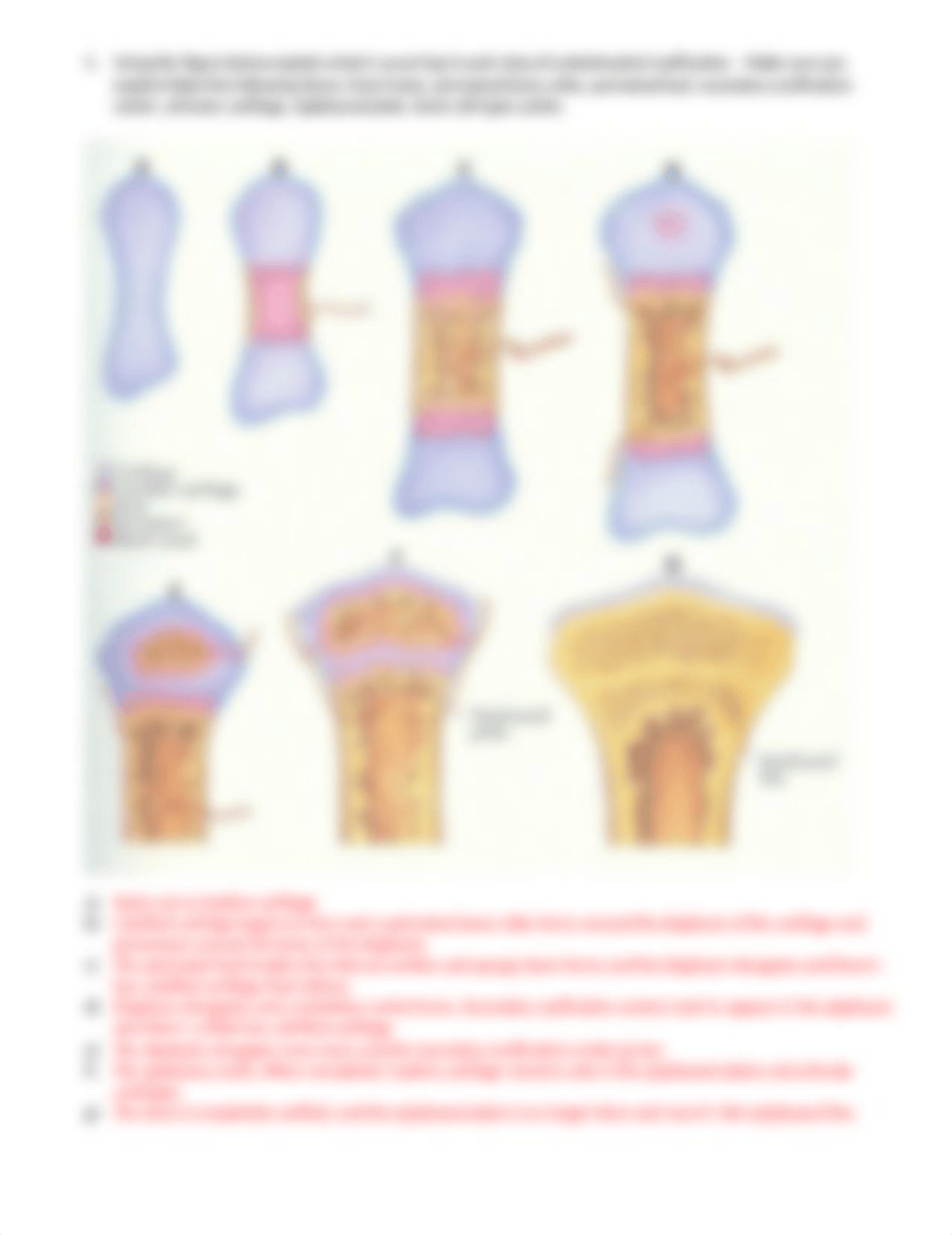 BIO 201 Chapter 6 Bone Formation Homework Fall 2019.docx_dya5247gg03_page2