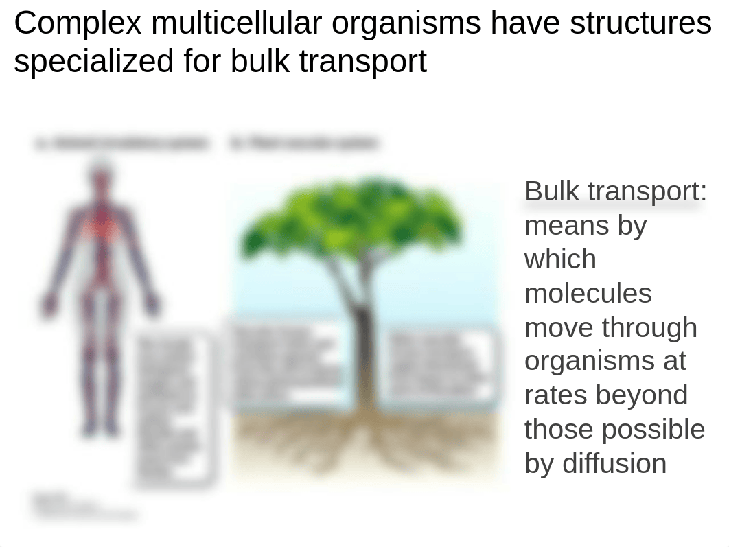 BIOL 225 Chapter 28 and 40 part 1_Au_dyaanc3ssni_page4