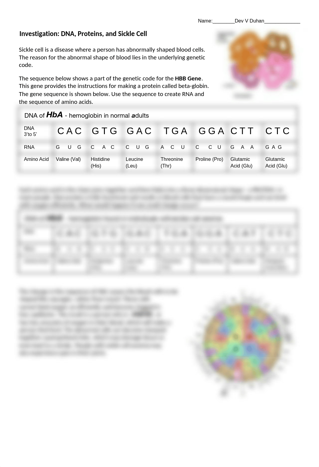 Protein Synthesis Sickle Cell Worksheet.docx_dyah0jv55iu_page1