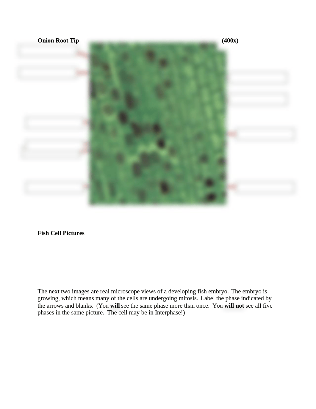 celldivisionworksheet1 (1).docx_dyaqtpa1oaf_page2