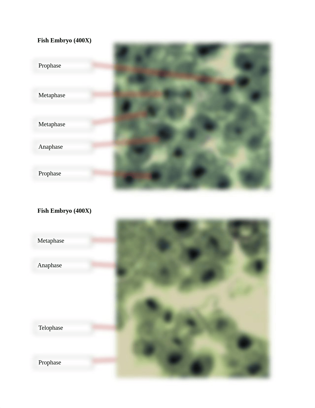 celldivisionworksheet1 (1).docx_dyaqtpa1oaf_page3