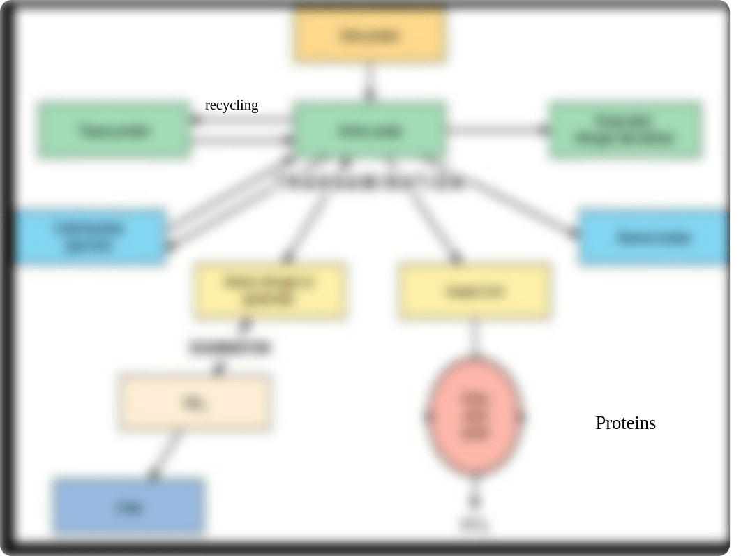 The Citric acid cycle-1_dybuw5inxxq_page5