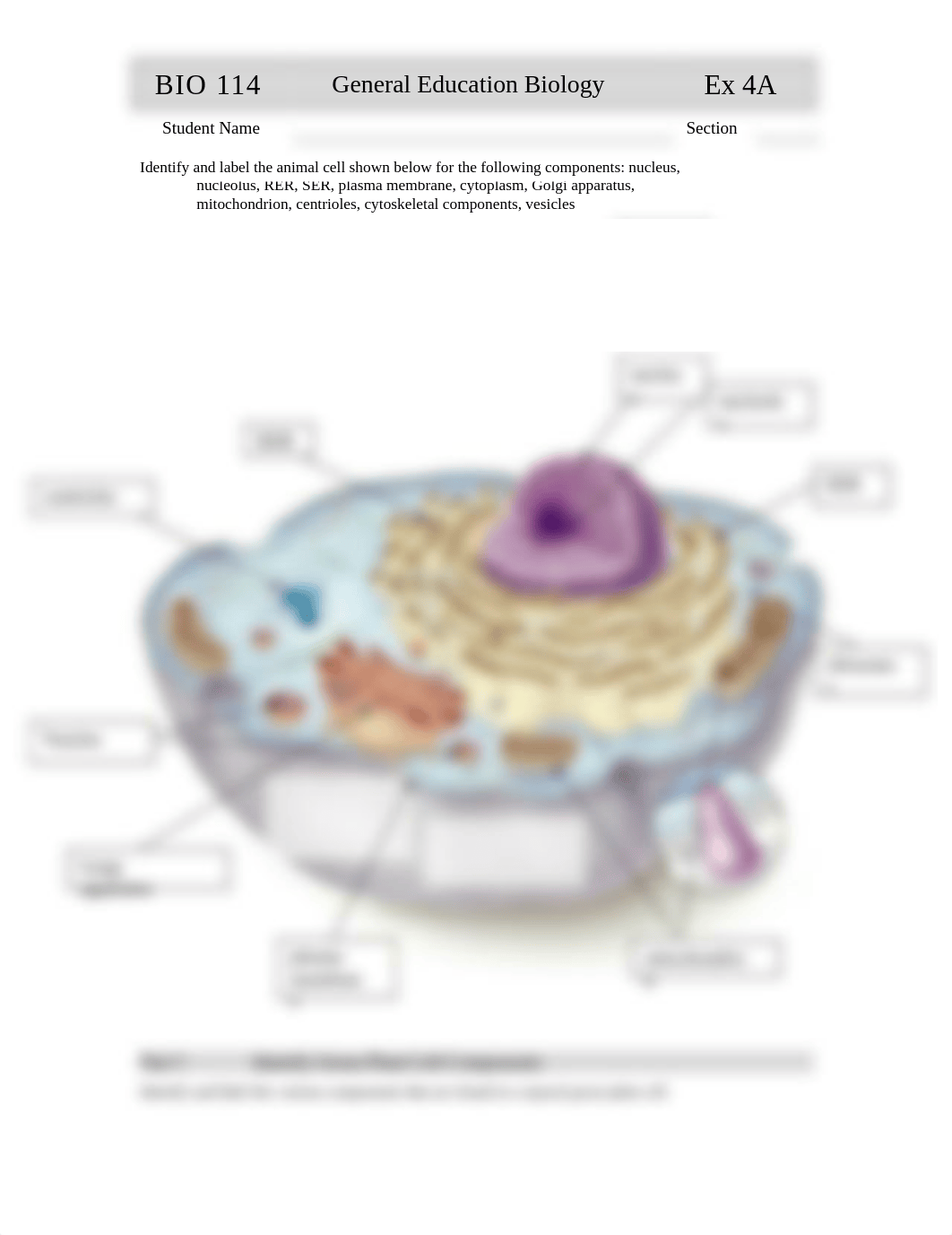 BIOLOGY Exercise 04A 2020 The Cell  Eukarytic Bacterial.doc_dyc6r5l8qn9_page3