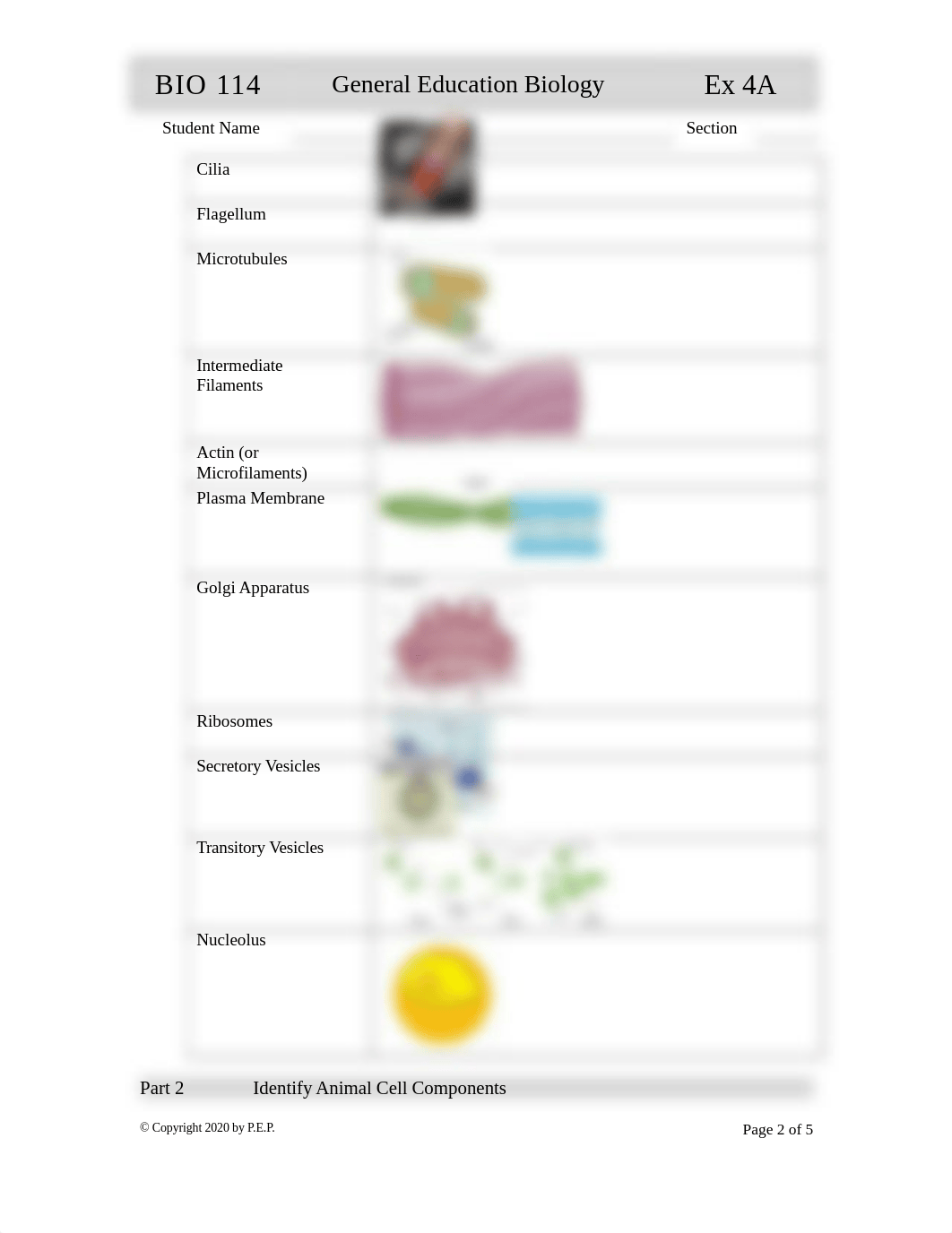 BIOLOGY Exercise 04A 2020 The Cell  Eukarytic Bacterial.doc_dyc6r5l8qn9_page2