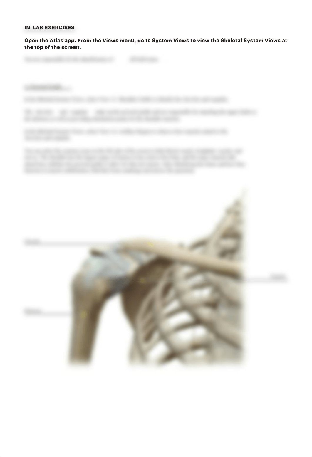 lab manual_appendicular_skeleton_atlas.pdf_dyc7tv3wuow_page3