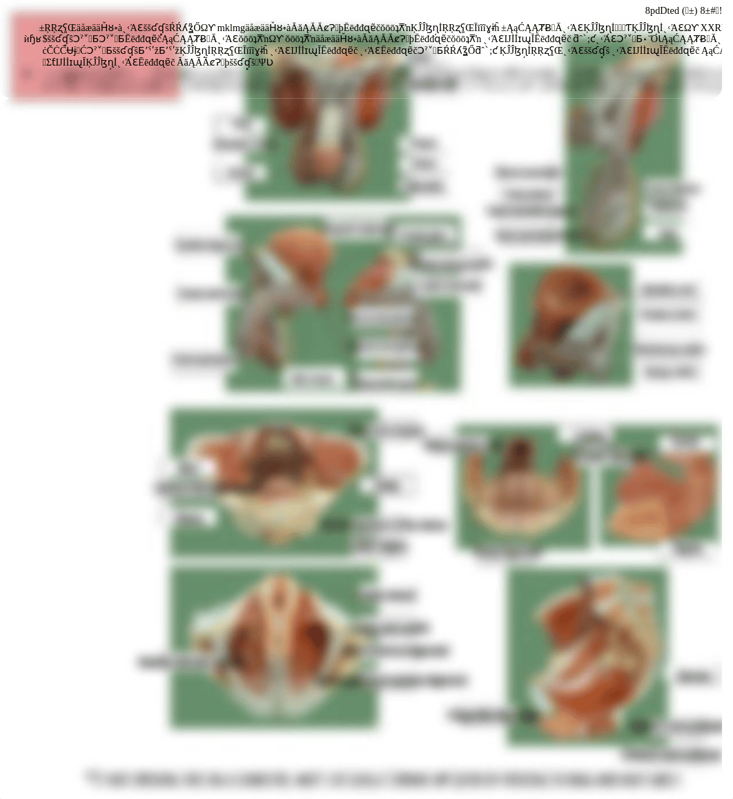 Reproductive System Anatomy Labeling Activity.pdf_dyd45lgubg8_page1