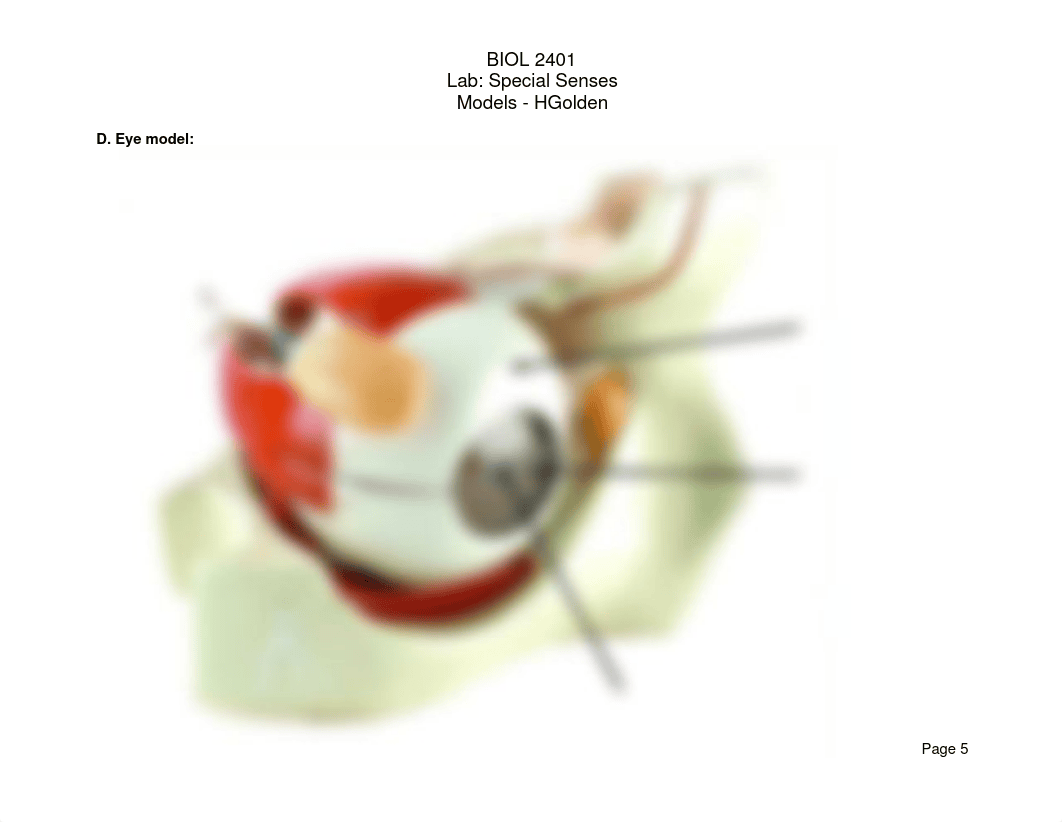 BIOL 2401 - Exam 5 Special Senses Practice Slides - HGolden.pdf_dyd92iev0jv_page5