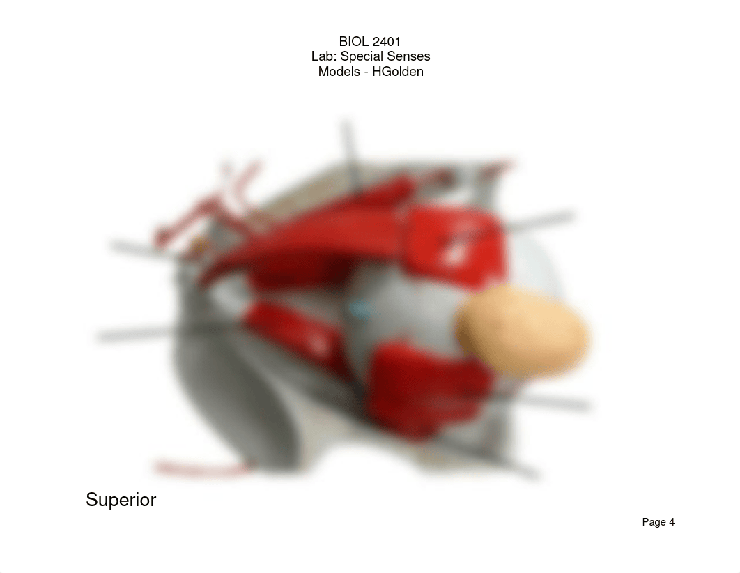 BIOL 2401 - Exam 5 Special Senses Practice Slides - HGolden.pdf_dyd92iev0jv_page4