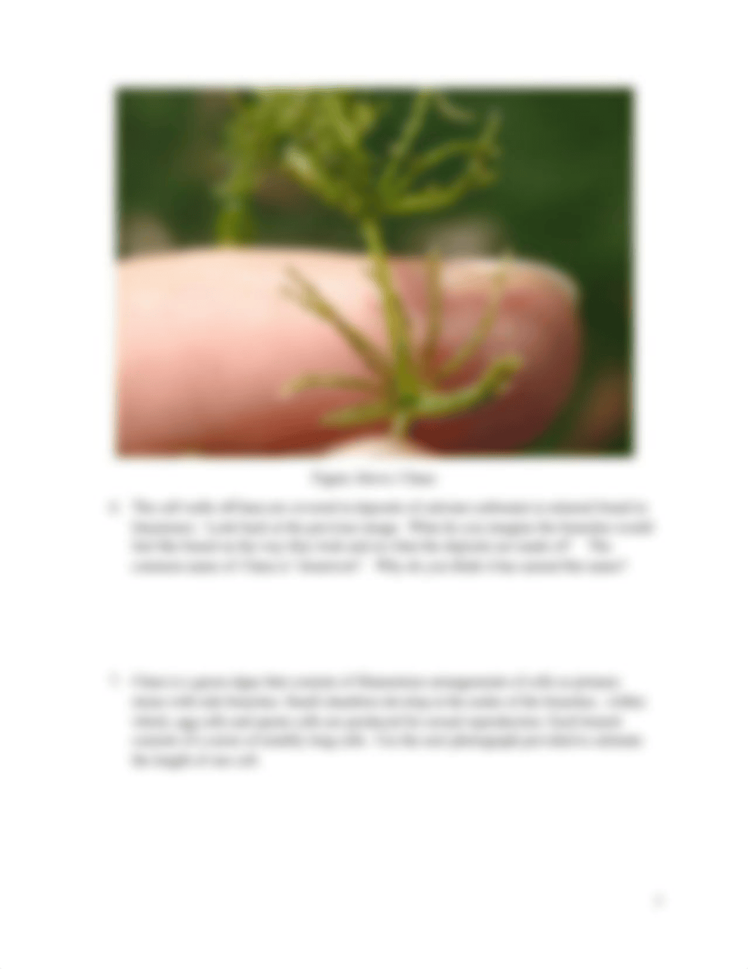 Observing Nonvascular Plants.docx_dydcd6ryvo8_page3