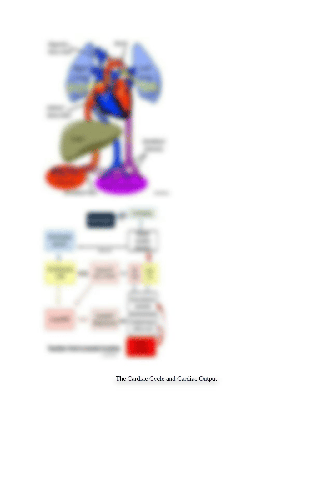 Perfusion study guide.docx_dydk7cmgc74_page4