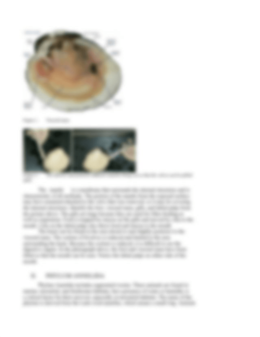 Lab 22. Invertebrates Handout.docx_dyec6drmo38_page3