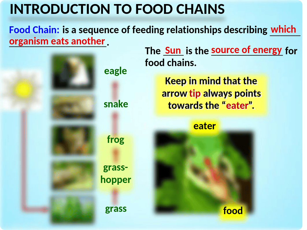 Copy of Food Chains, Trophic Levels and Ecological Pyramids - PowerPoint.pptx_dyeethev7tq_page3