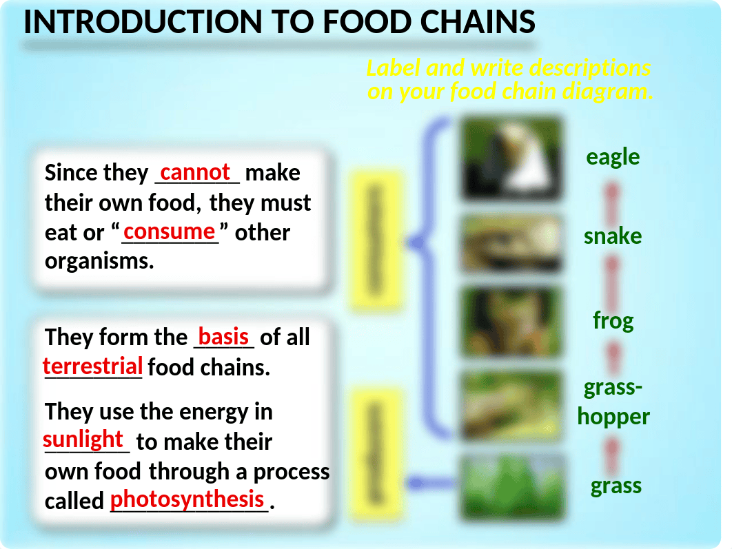 Copy of Food Chains, Trophic Levels and Ecological Pyramids - PowerPoint.pptx_dyeethev7tq_page4