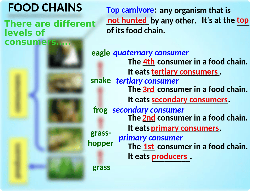 Copy of Food Chains, Trophic Levels and Ecological Pyramids - PowerPoint.pptx_dyeethev7tq_page5