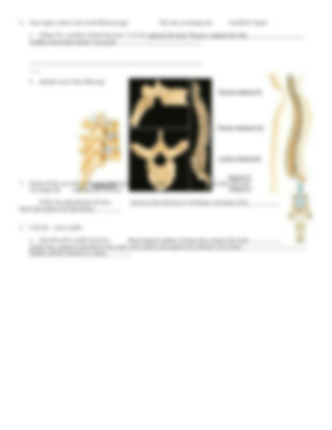 AP1 Ch1 Skeleton .doc_dyegrpqeyp3_page3