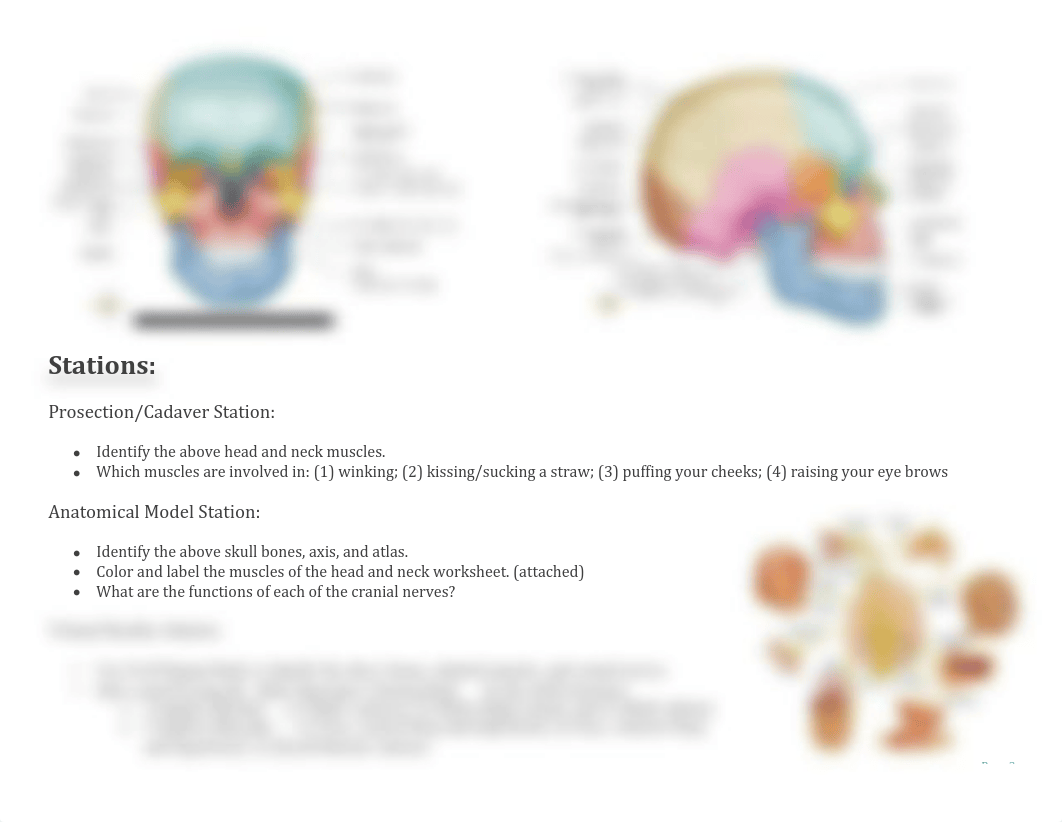 Gross Lab - Head & Neck.pdf_dyegx4p757b_page3