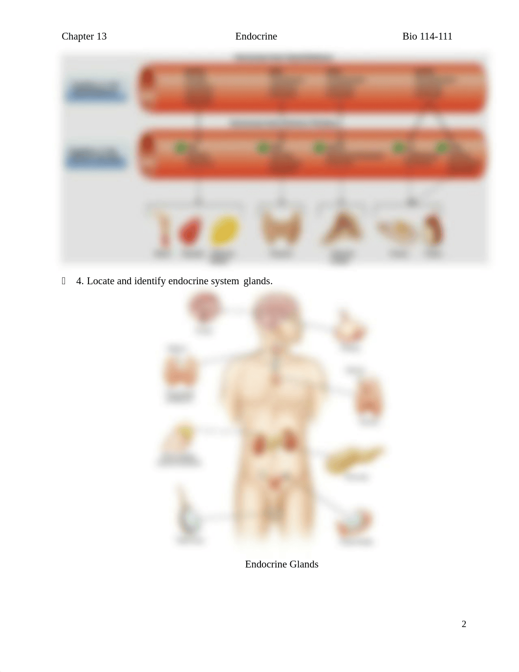 Chapter 13 Endocrine system study worksheet print.docx_dyeiqnkqii2_page2