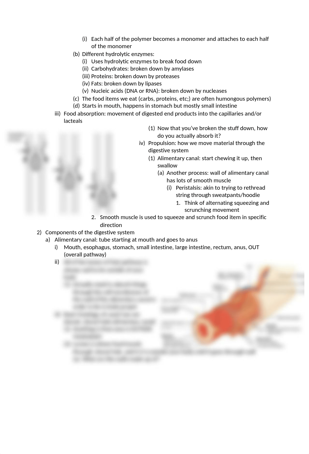 a and p 2 notes week 2 TEST 1.docx_dyex40dem3o_page2