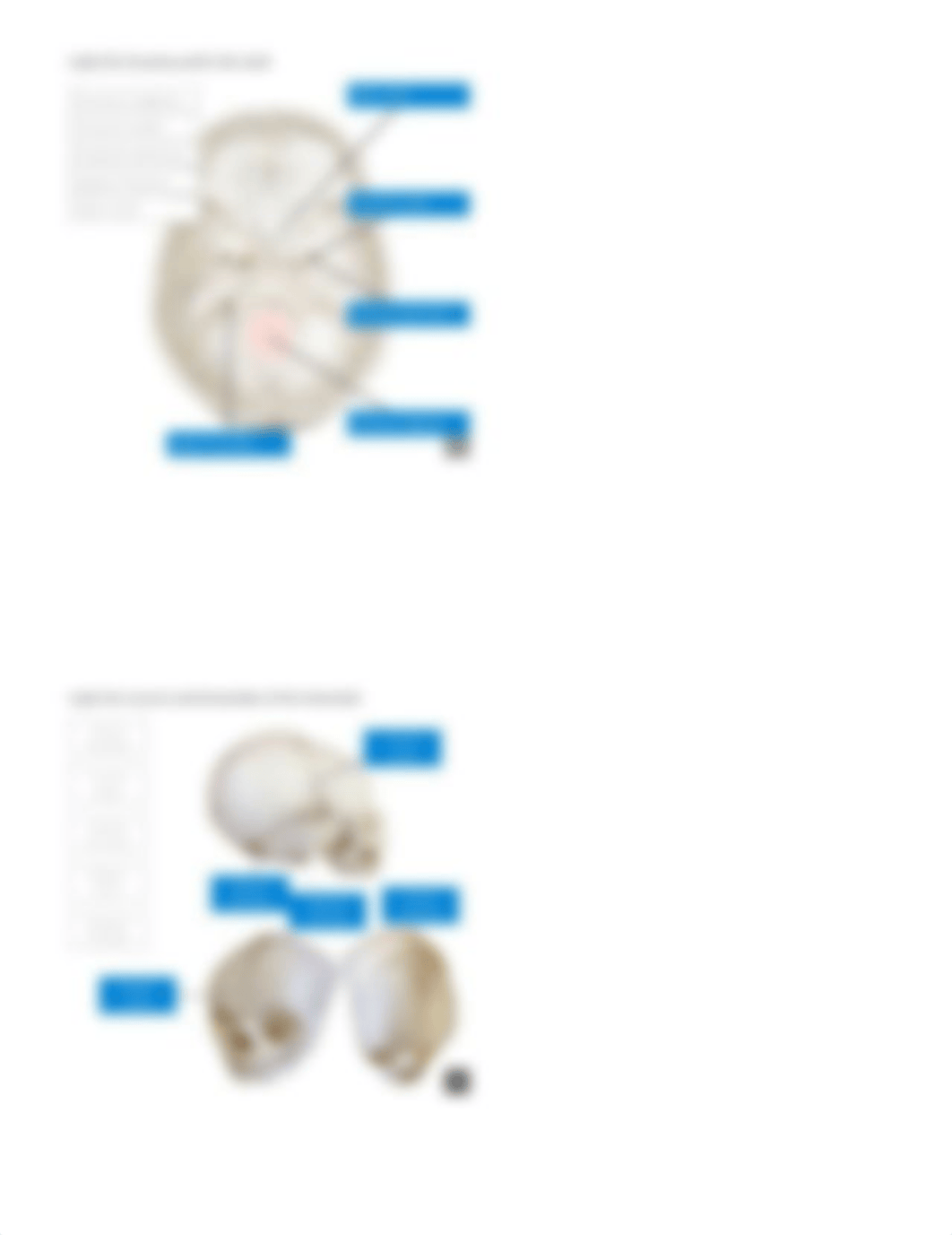 Skeletal System Model - Lab report (1).pdf_dyfkedlvwgd_page5