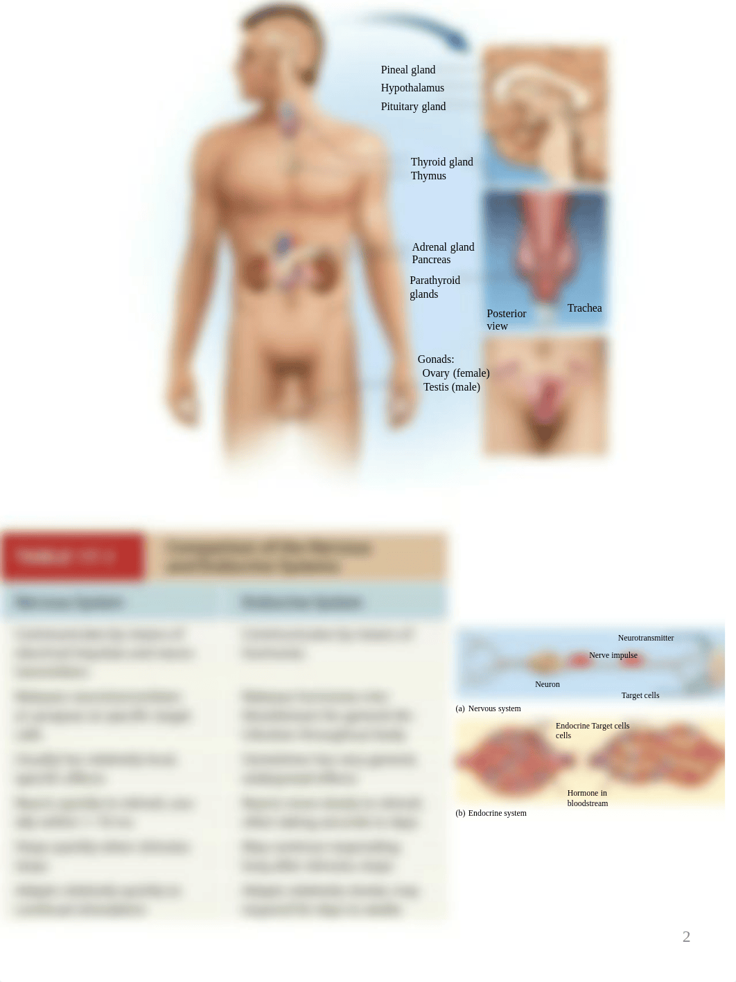 BIOL1112 - Chapter 17- Endocrine System Notes (1).pdf_dyfpjdxi85o_page2