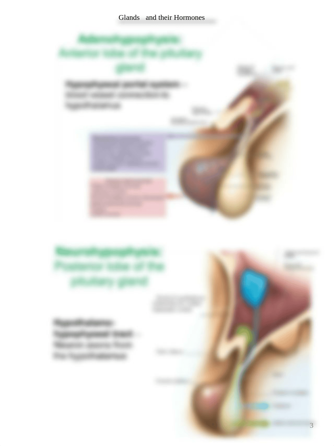 BIOL1112 - Chapter 17- Endocrine System Notes (1).pdf_dyfpjdxi85o_page3