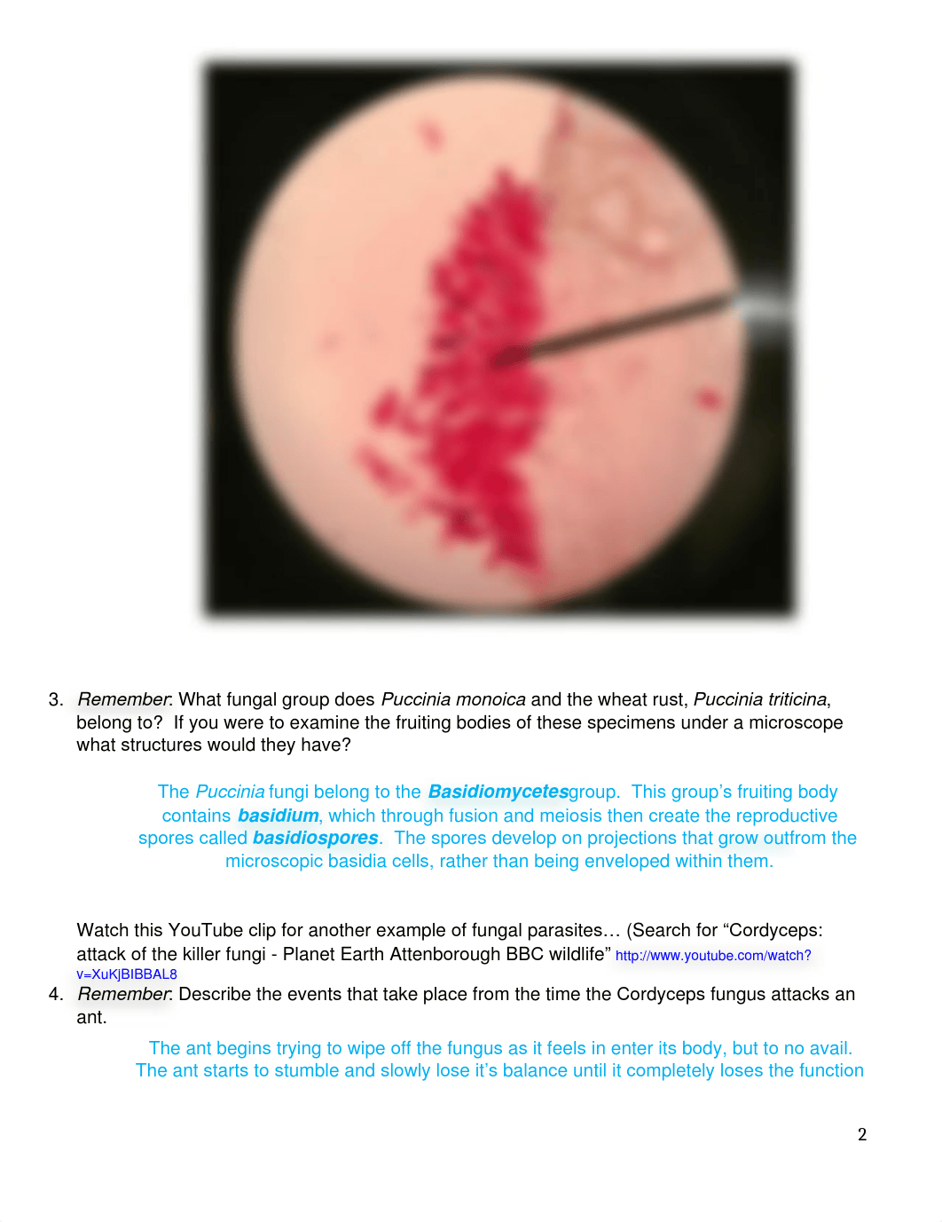 Fungi Survey (Bio).docx_dyfrlxpszx8_page2