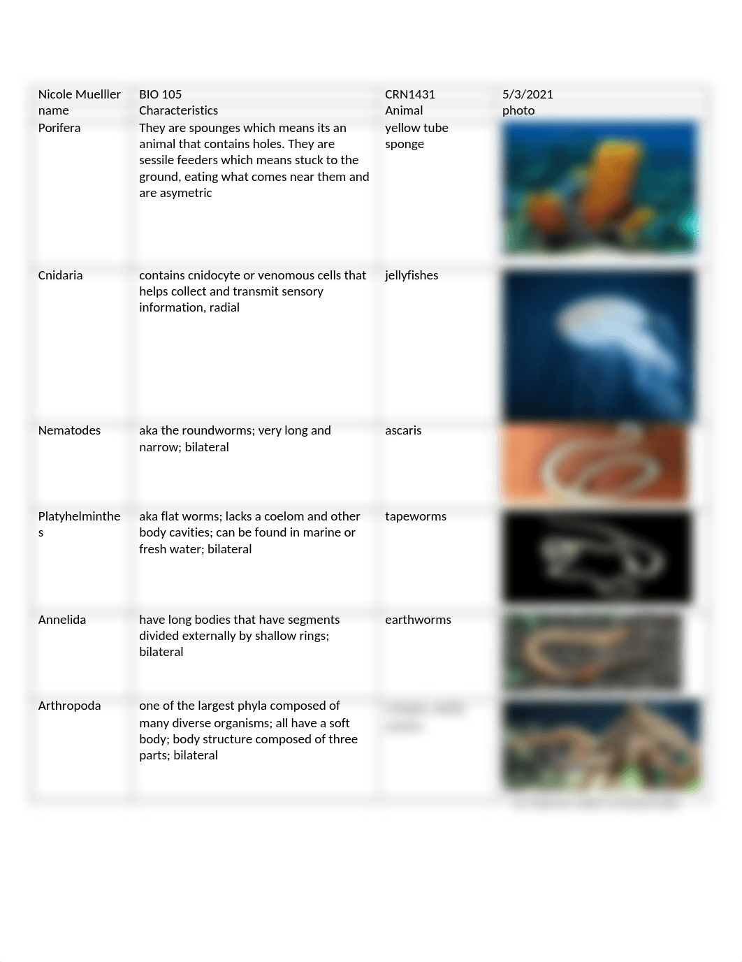 Nicole Mueller Phyla chart.docx_dyh65pnu9s3_page1