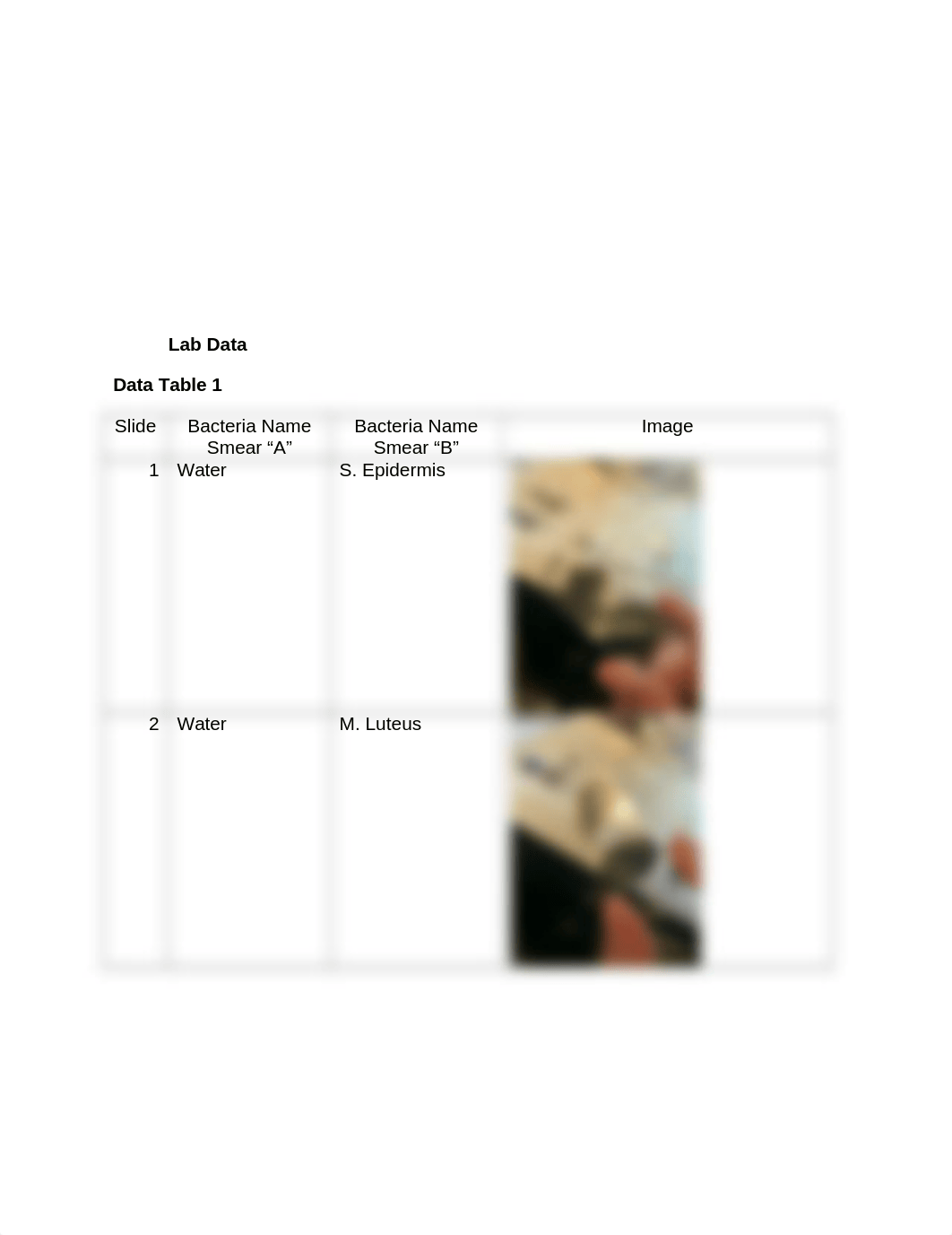 Simple Vs Differential Staining .docx_dyi3302z2ct_page3