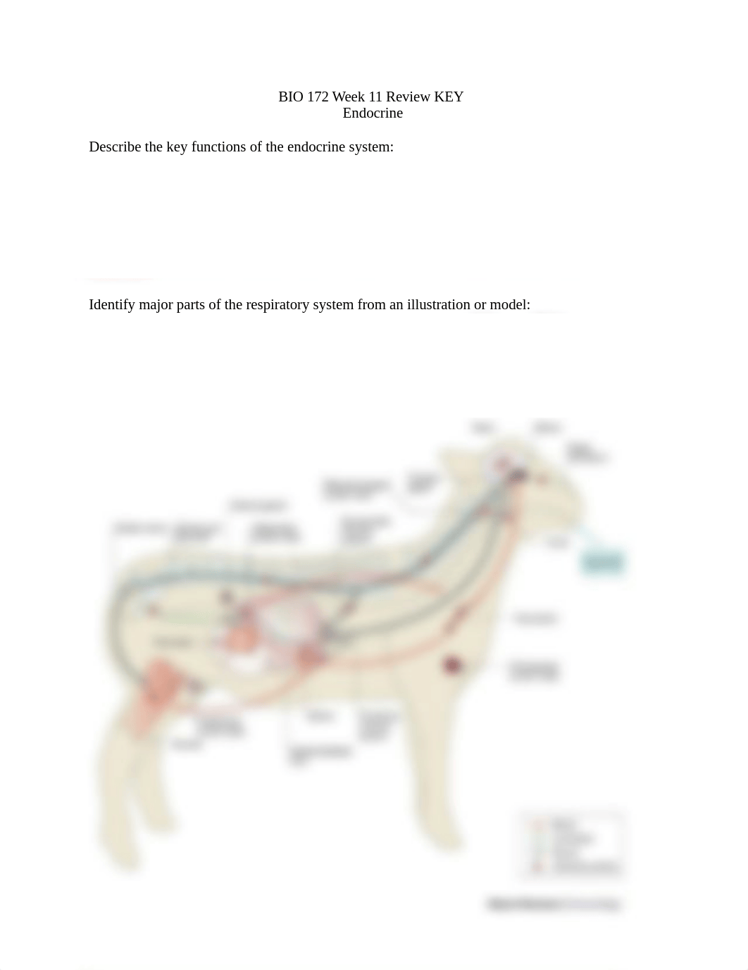 WEEK 11 REVIEW KEY Endocrine.docx_dyi5pel2h4z_page1