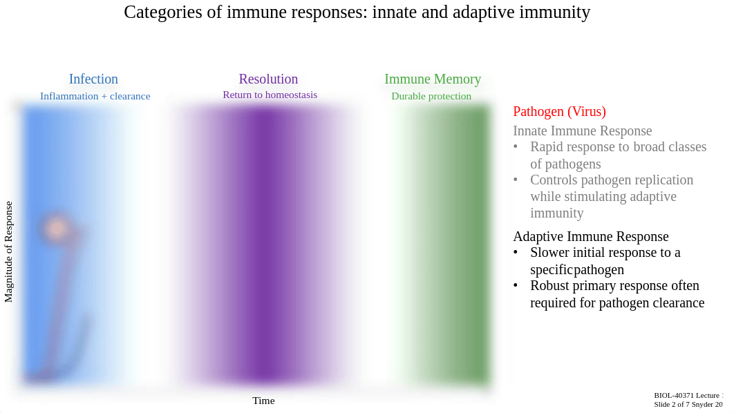 Lecture 1c_Categories of Immune Responses.pdf_dyij5byo6vc_page4