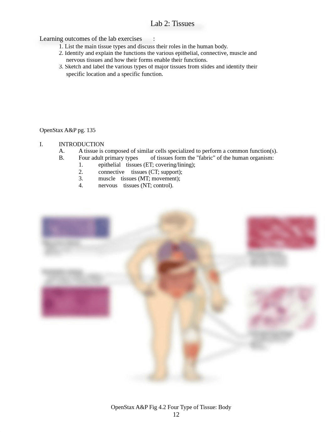 AP1-Lab2-TissuesSTUDY GUIDE .docx_dyje04z8c23_page1